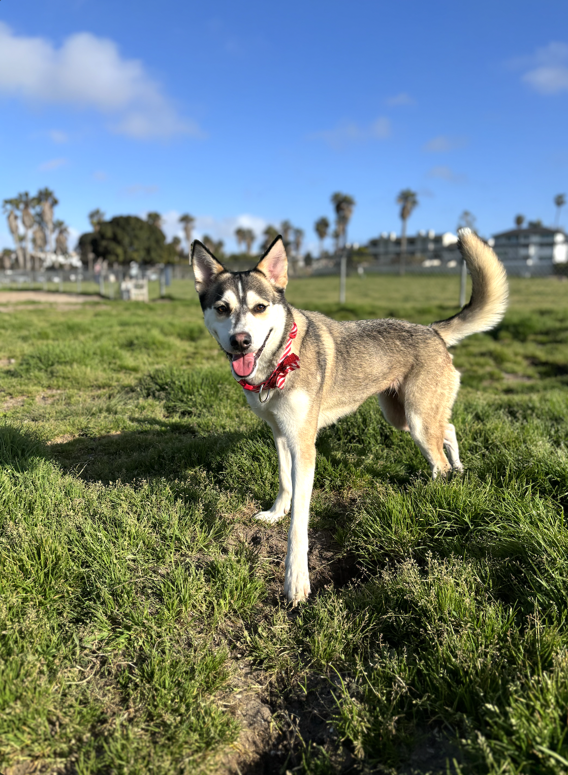 Happy dog outdoors